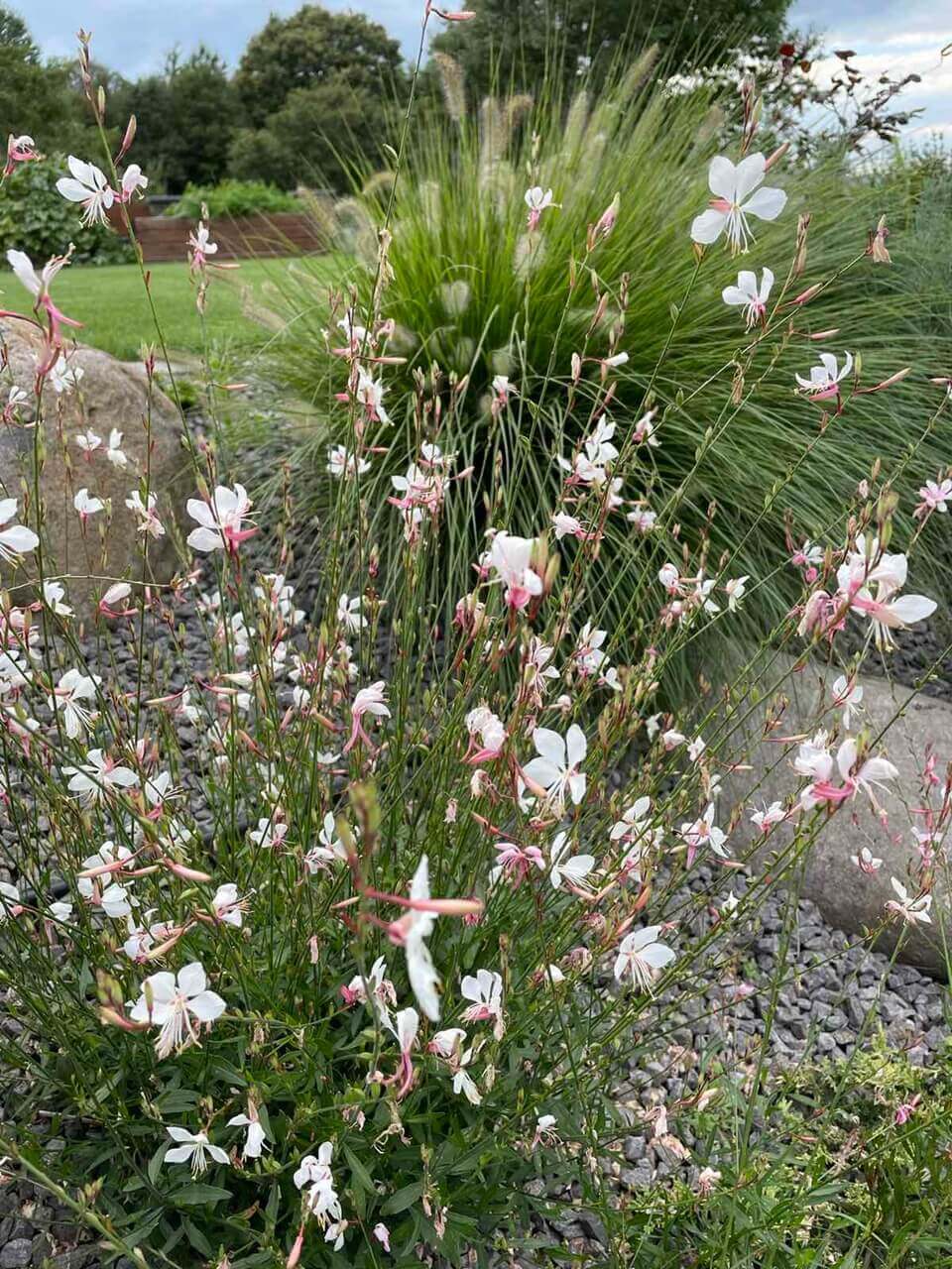 Gaura lindheimeri – nežná kráska 3 - Gaura Zahradné centrum Trečín Gaura lindheimeri – nezna kraska Zahradne centrum GAURA Trencin - Gaura Zahradné centrum Trečín