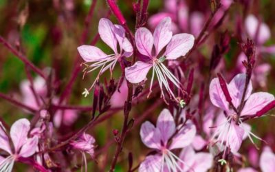 Gaura lindheimeri – nežná kráska
