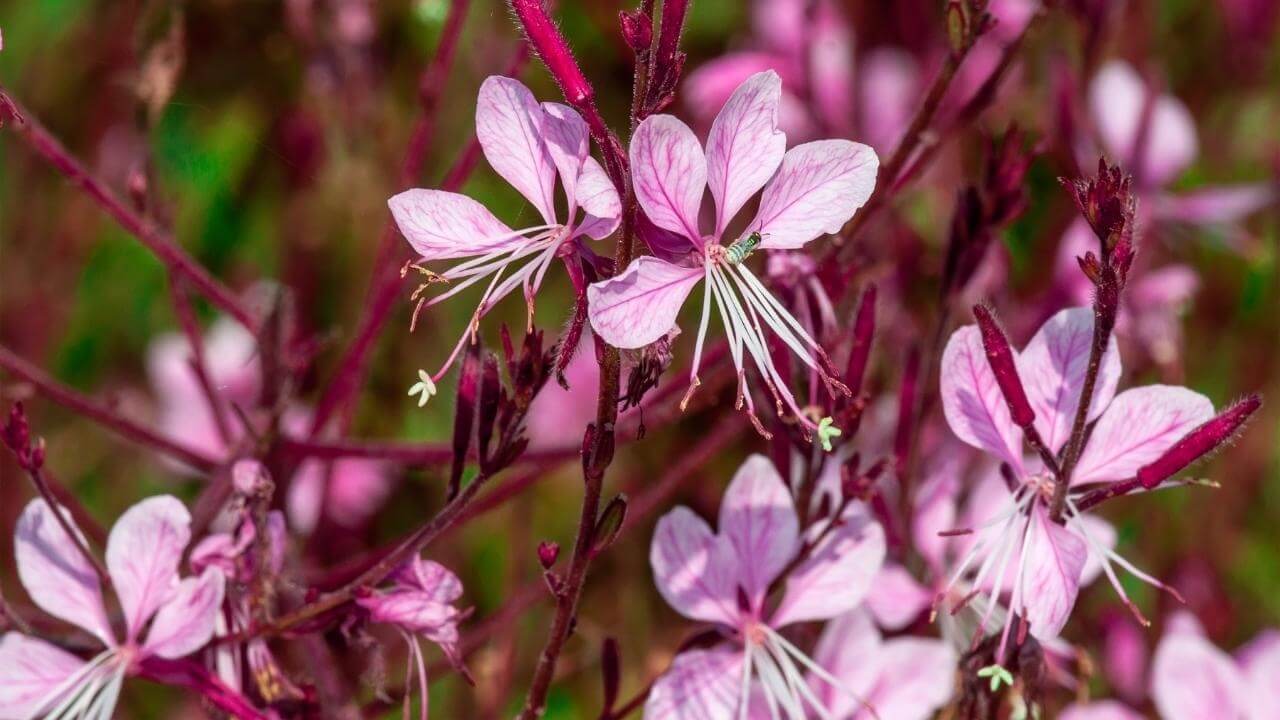 Gaura lindheimeri – nežná kráska_Záhradné centrum_GAURA_Trenčín (3) Gaura lindheimeri – nežná kráska_Záhradné centrum_GAURA_Trenčín