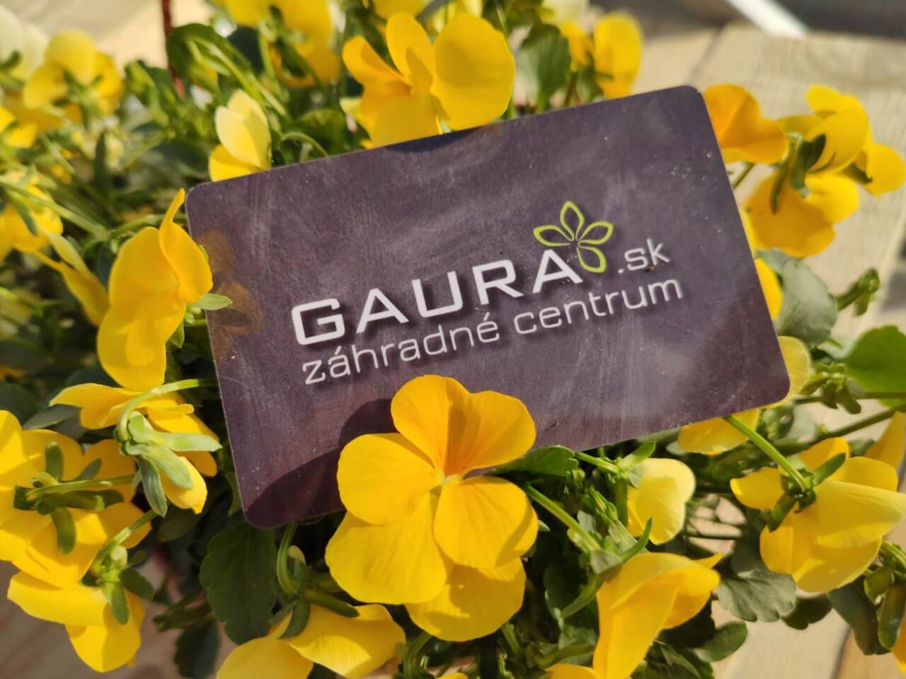 Vernostný systém Gaura záhradné centrum Trenčín Vernostný systém Gaura záhradné centrum Trenčín
