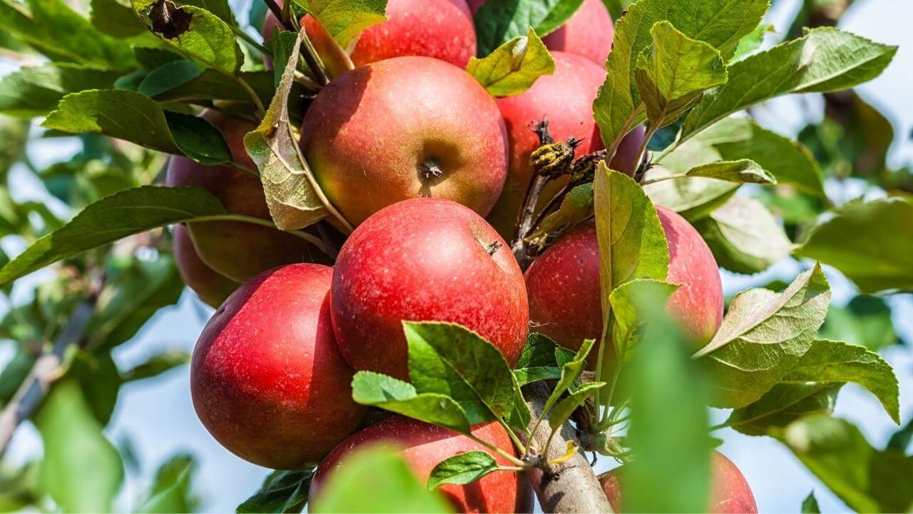 Zoznam ovocných stromov - JAR 2026 1 - Gaura Zahradné centrum Trečín Ako spravne pestovat stlpovite ovocne stromy Zahradne centrum GAURA Trencin 5 - Gaura Zahradné centrum Trečín