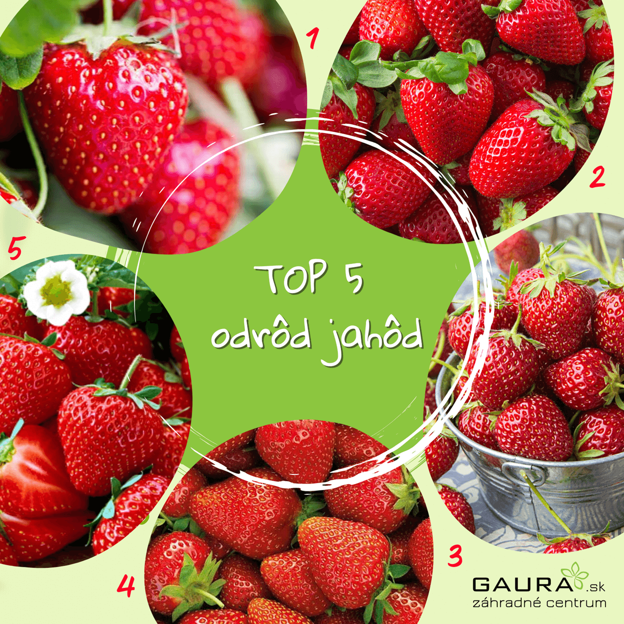 JAHODY - TOP 5 odrôd 1 - Gaura Zahradné centrum Trečín Stavnate JAHODY celu sezonu Zahradne centrum GAURA Trencin 1 - Gaura Zahradné centrum Trečín