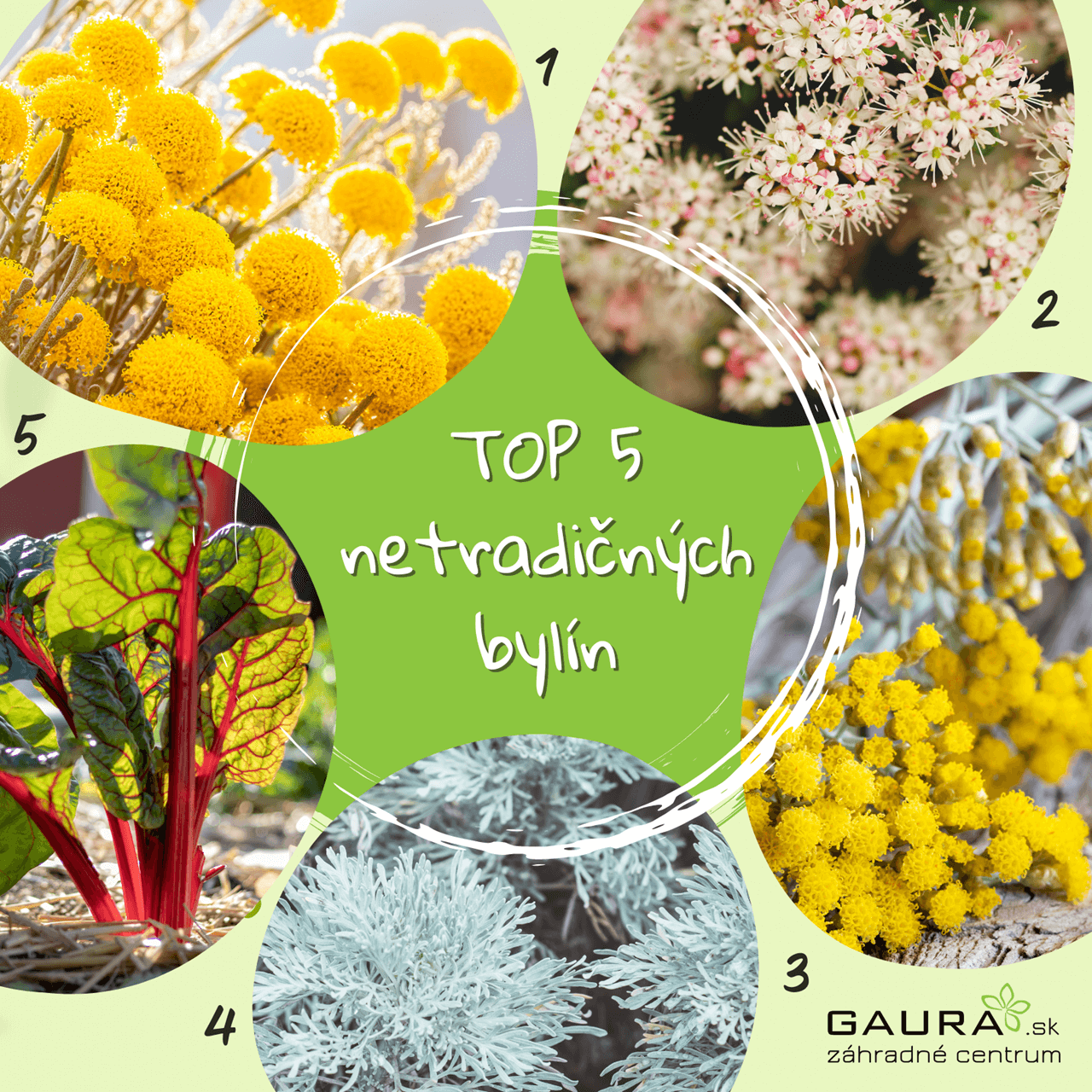 Veľký bylinkový špeciál - TOP 25 byliniek 6 - Gaura Zahradné centrum Trečín Velky bylinkovy special TOP 25 byliniek Zahradne centrum GAURA Trencin 1 - Gaura Zahradné centrum Trečín