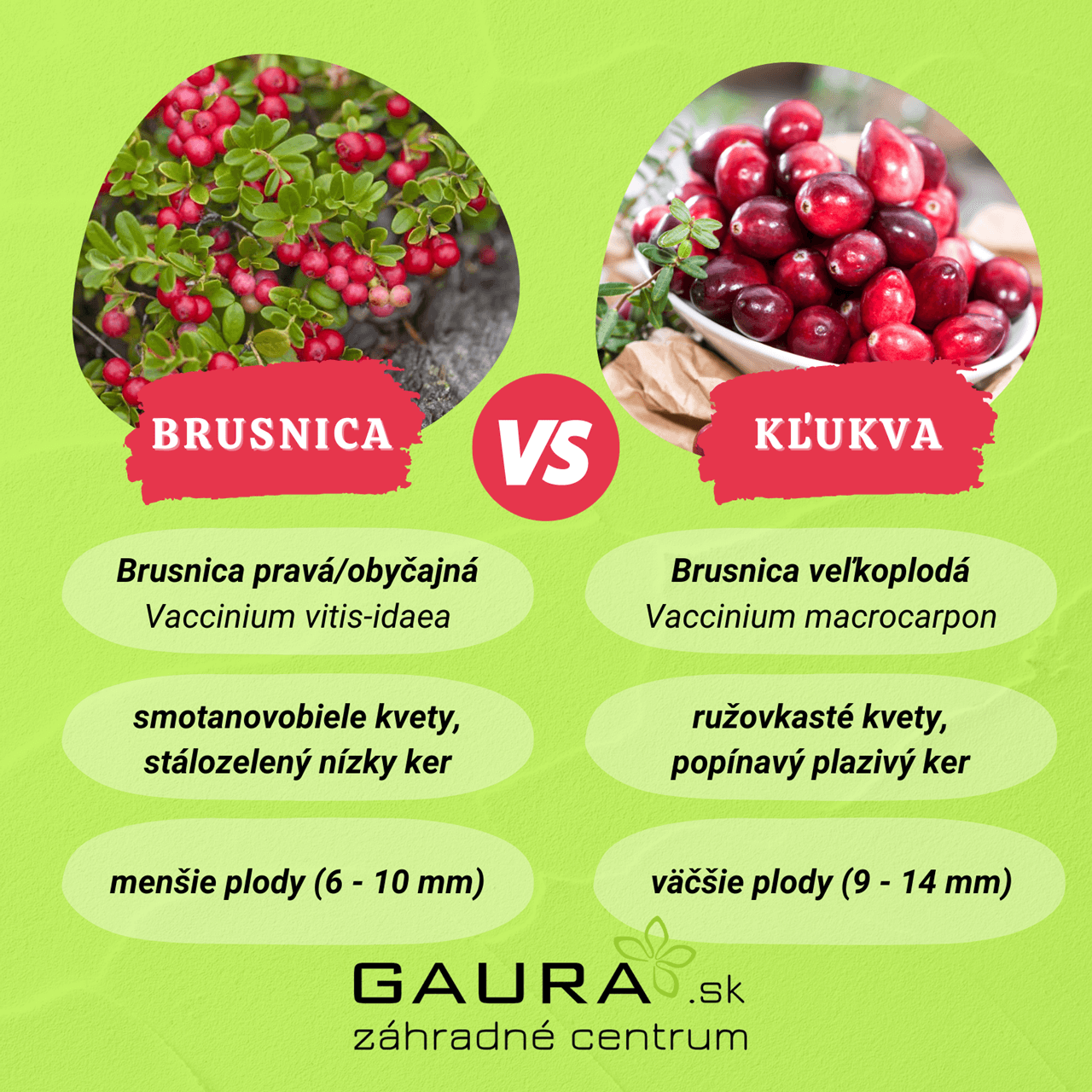 Ako pestovať BRUSNICE a KĽUKVU v záhradke aj v kvetináčoch 2 - Gaura Zahradné centrum Trečín Ako pestovat BRUSNICE a KLUKVU v zahradke aj v kvetinacoch Zahradne centrum GAURA Trencin 14 - Gaura Zahradné centrum Trečín