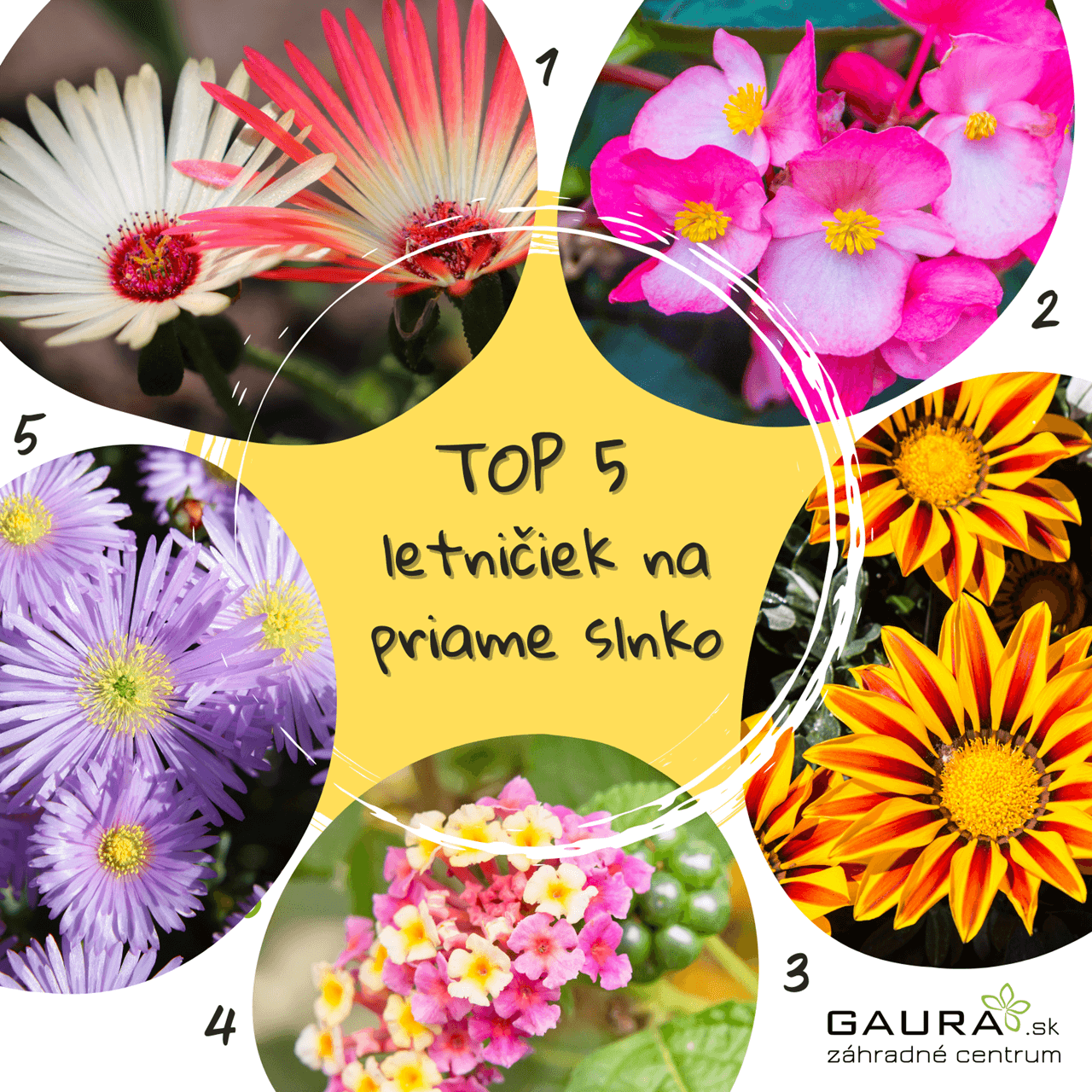 7 cenných rád, aby sa letničkám darilo 14 - Gaura Zahradné centrum Trečín 7 cennych rad aby sa letnickam darilo Zahradne centrum GAURA Trencin 12 - Gaura Zahradné centrum Trečín
