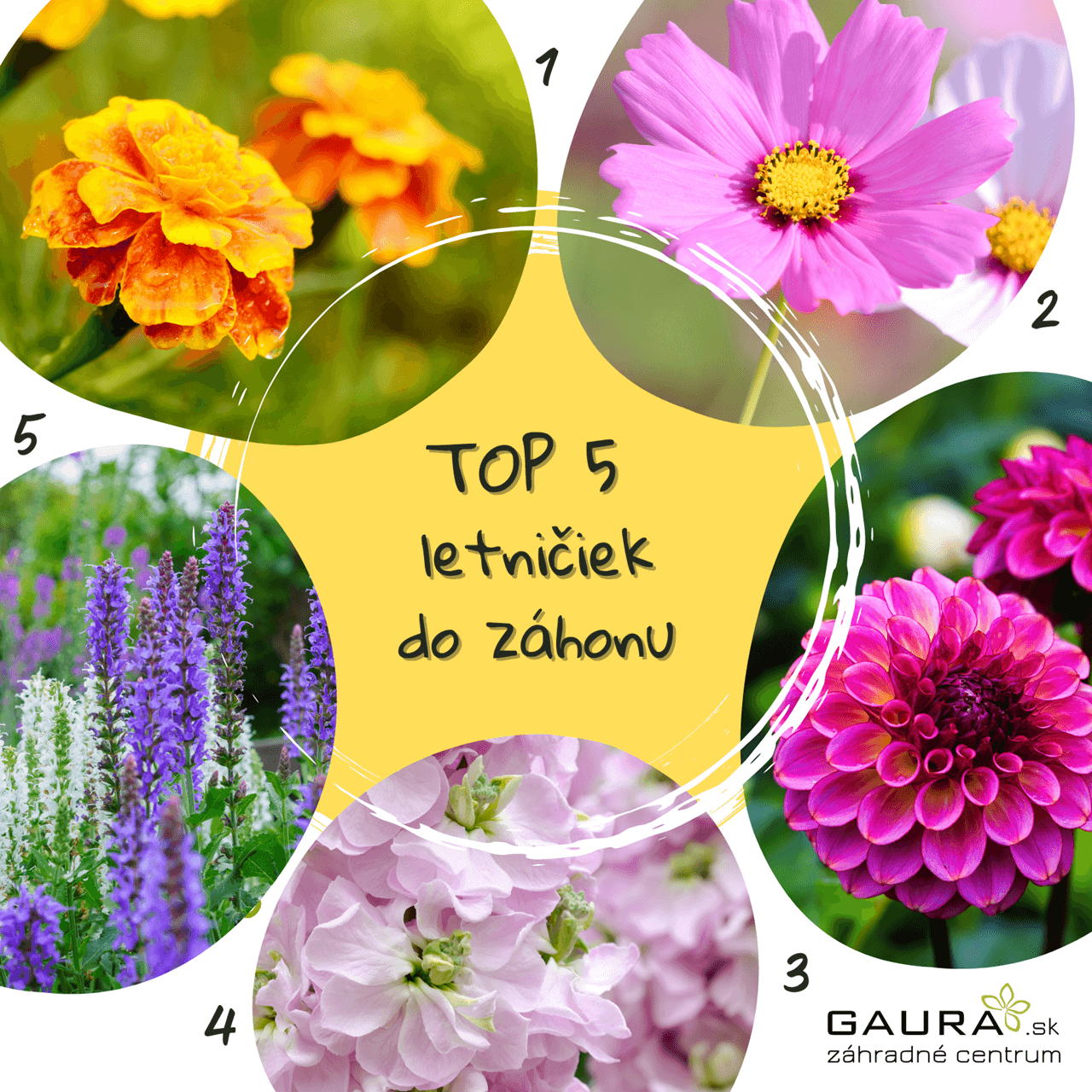 7 cenných rád, aby sa letničkám darilo 17 - Gaura Zahradné centrum Trečín 7 cennych rad aby sa letnickam darilo Zahradne centrum GAURA Trencin 16 - Gaura Zahradné centrum Trečín