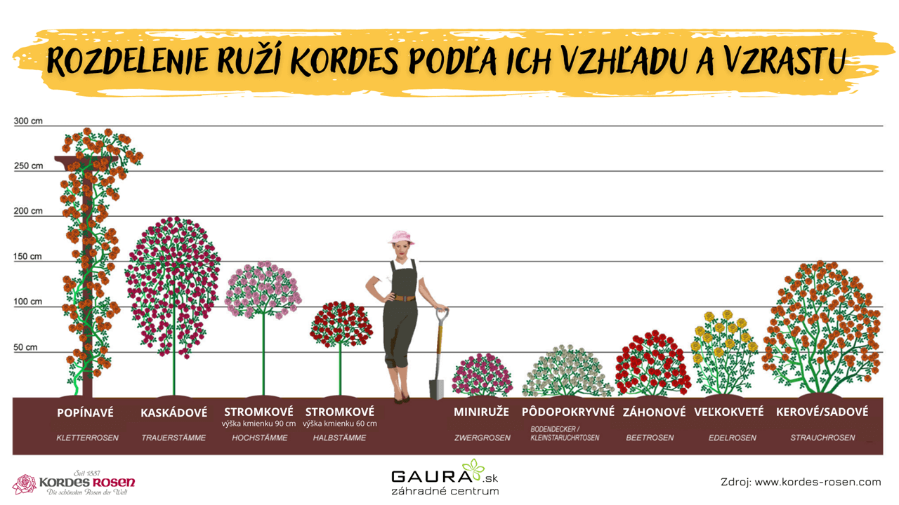 Starostlivosť o RUŽE – kráľovné záhrad 8 - Gaura Zahradné centrum Trečín Starostlivost o RUZE – kralovne zahrad Zahradne centrum GAURA Trencin 19 - Gaura Zahradné centrum Trečín