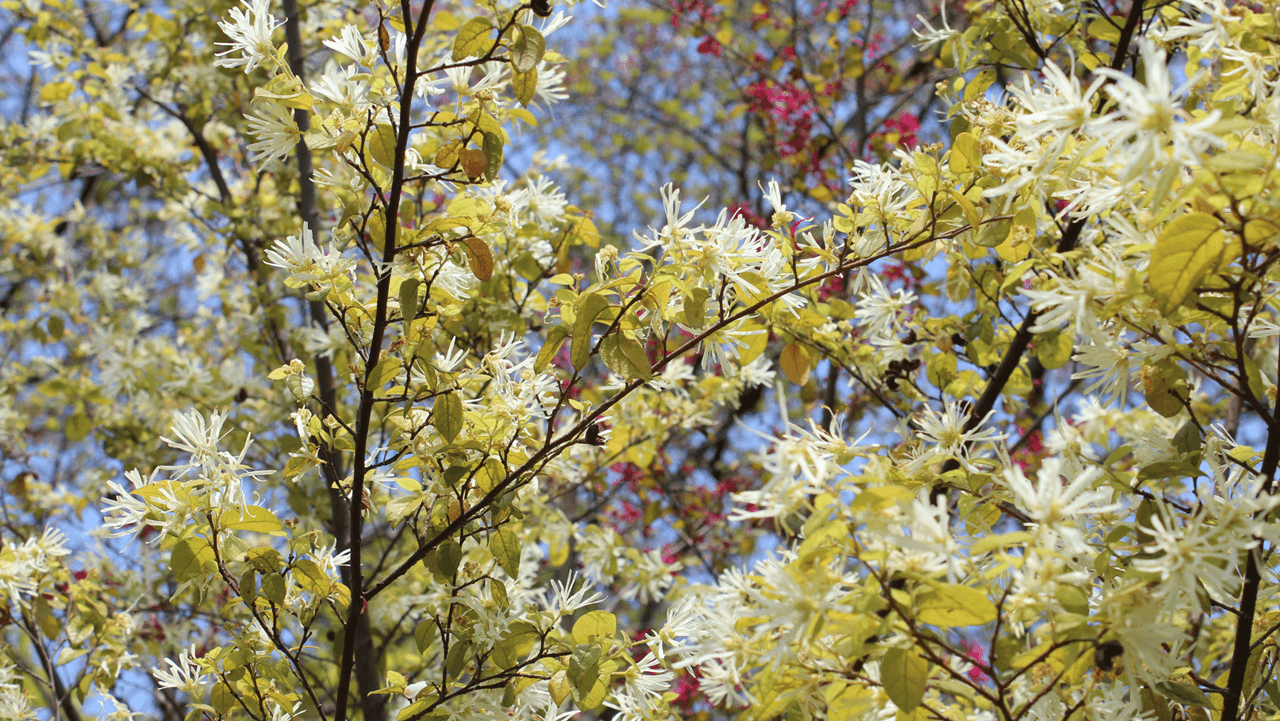 Hamamelis - klenot končiacej zimy 1 - Gaura Zahradné centrum Trečín Hamamelis klenot konciacej zimy Zahradne centrum GAURA Trencin 1 - Gaura Zahradné centrum Trečín