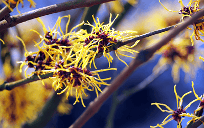 Hamamelis – klenot končiacej zimy