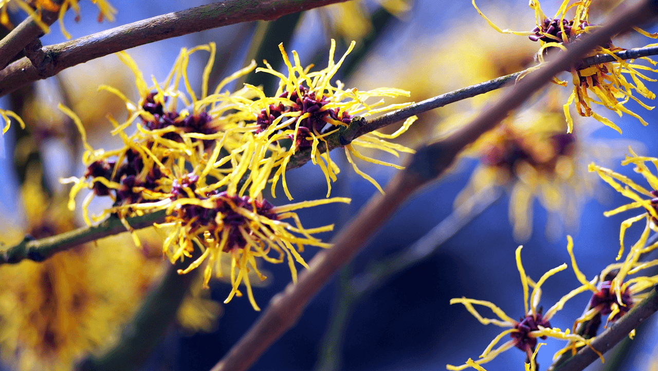 Hamamelis – klenot končiacej zimy_Záhradné centrum GAURA_Trenčín (2) Hamamelis - klenot končiacej zimy_Záhradné centrum GAURA_Trenčín (2)