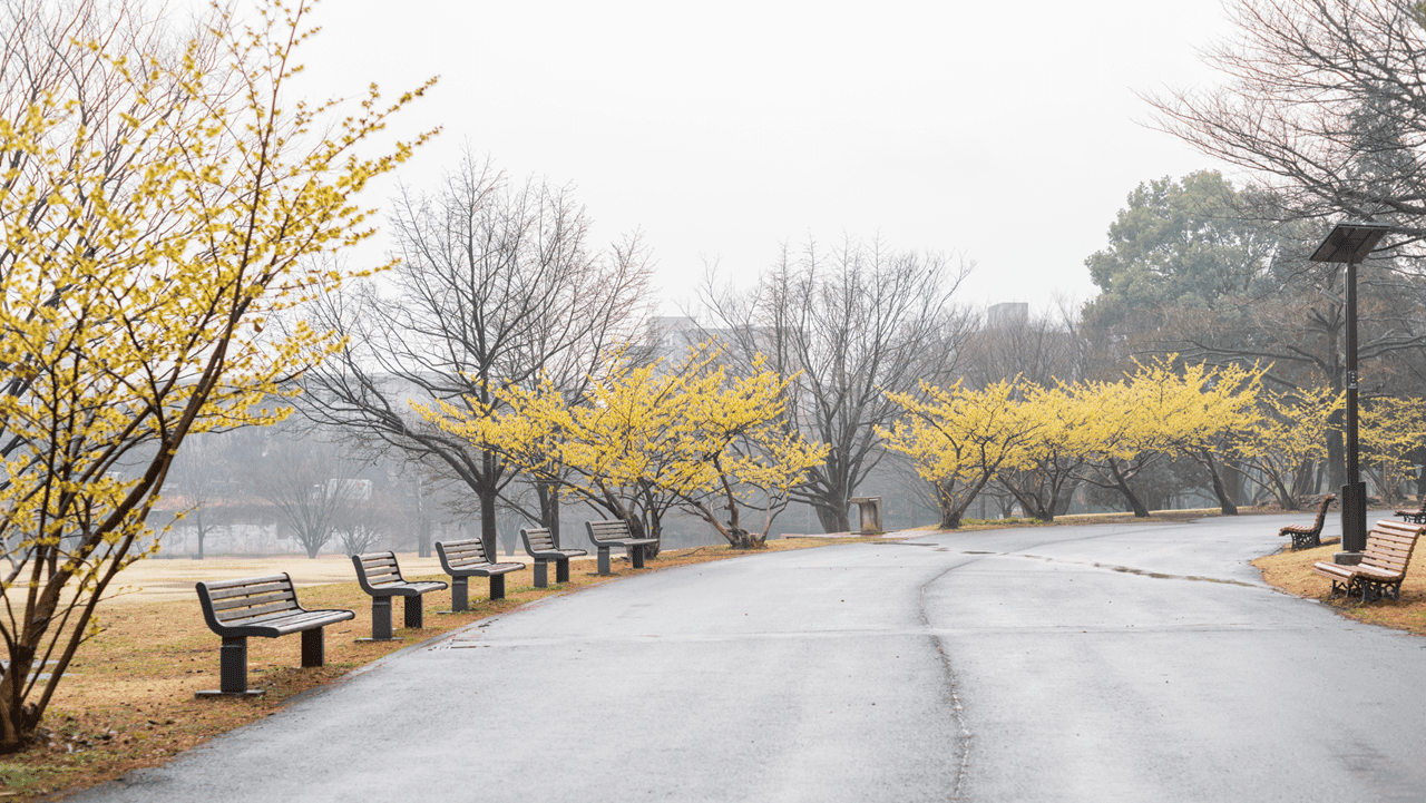 Hamamelis - klenot končiacej zimy 2 - Gaura Zahradné centrum Trečín Hamamelis klenot konciacej zimy Zahradne centrum GAURA Trencin 4 - Gaura Zahradné centrum Trečín